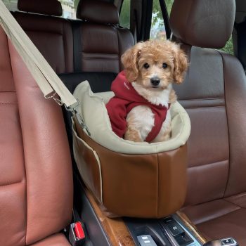 pet car seat for small animals 5769
